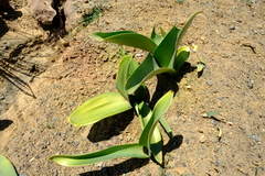 Haemanthus