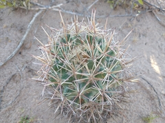 Coryphantha robustispina