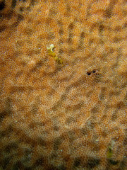 Psammocora nierstraszi