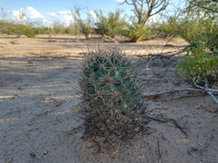 Coryphantha robustispina