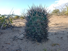 Coryphantha robustispina