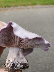 Agaricales