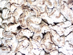 Dermatocarpon intestiniforme