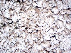 Dermatocarpon intestiniforme