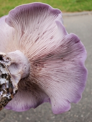 Agaricales