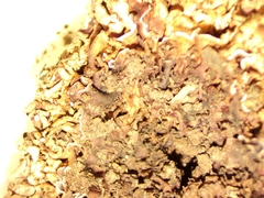 Dermatocarpon intestiniforme