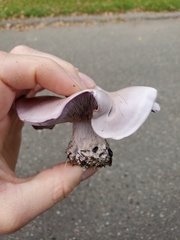 Agaricales