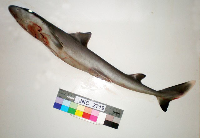 Blacktailed Spurdog