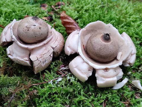 Collared Earthstar