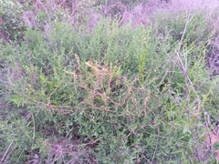 Cuscuta chilensis