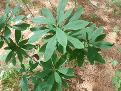 Daphne mezereum