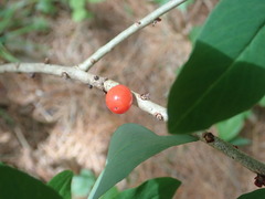 Daphne mezereum