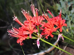 Nerine sarniensis