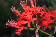 Nerine sarniensis
