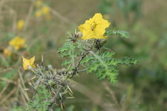 Solanum rostratum