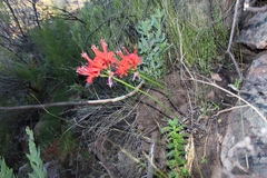 Nerine sarniensis