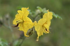 Solanum rostratum
