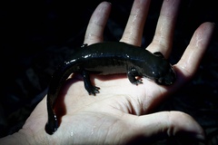 Fei's Stout Newt photo 2