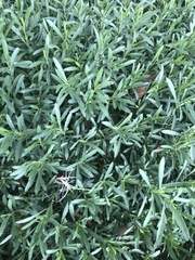 Dyschoriste linearis