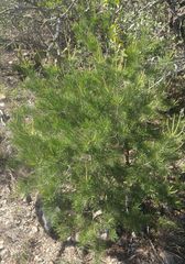 Pinus remota