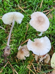 Mycena zephirus