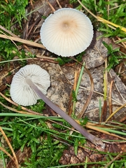 Mycena zephirus