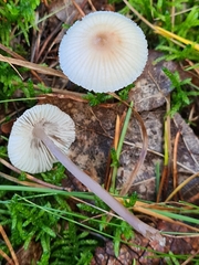 Mycena zephirus
