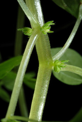 Parietaria floridana