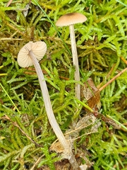 Entoloma cetratum