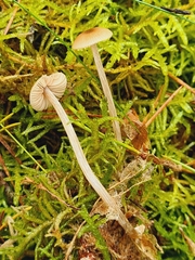 Entoloma cetratum