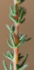 Aspalathus submissa