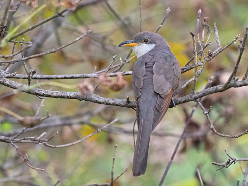 Yellow-billed Cuckoo