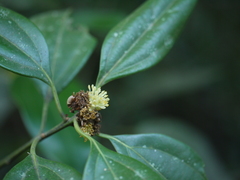 Cinnamomum cassia