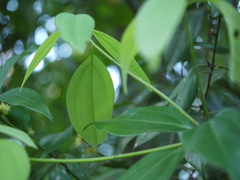 Cinnamomum cassia