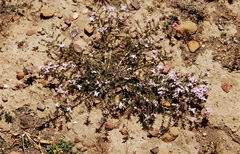 Aspalathus submissa