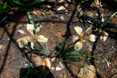 Iris fernaldii