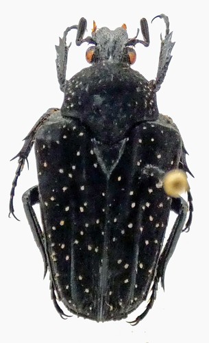Euselates stictica