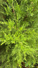 Juniperus virginiana