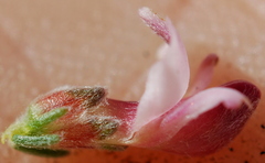 Aspalathus submissa
