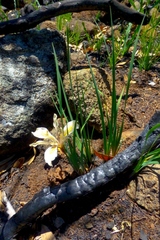 Iris fernaldii