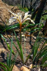 Iris fernaldii