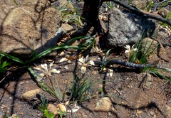Iris fernaldii