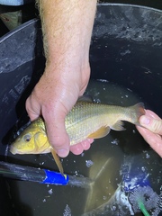 Erimyzon claviformis