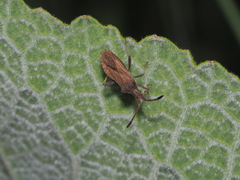 Coriomeris denticulatus