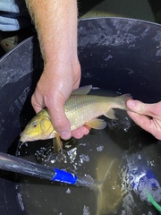 Erimyzon claviformis