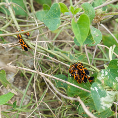 Tropidothorax sinensis