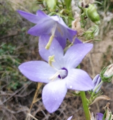 Campanula austroadriatica