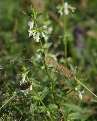 Stachys annua
