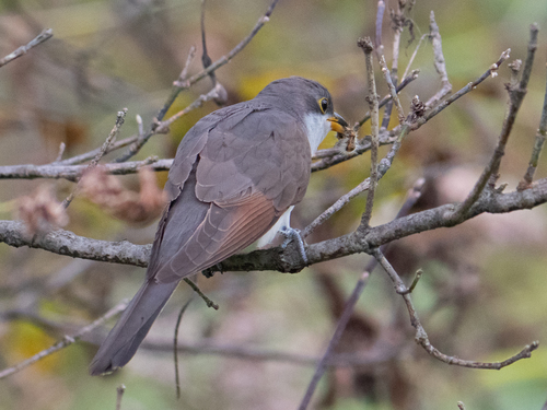 Yellow-billed Cuckoo