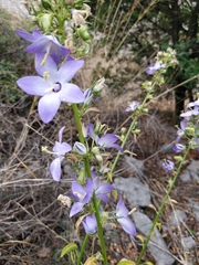 Campanula austroadriatica